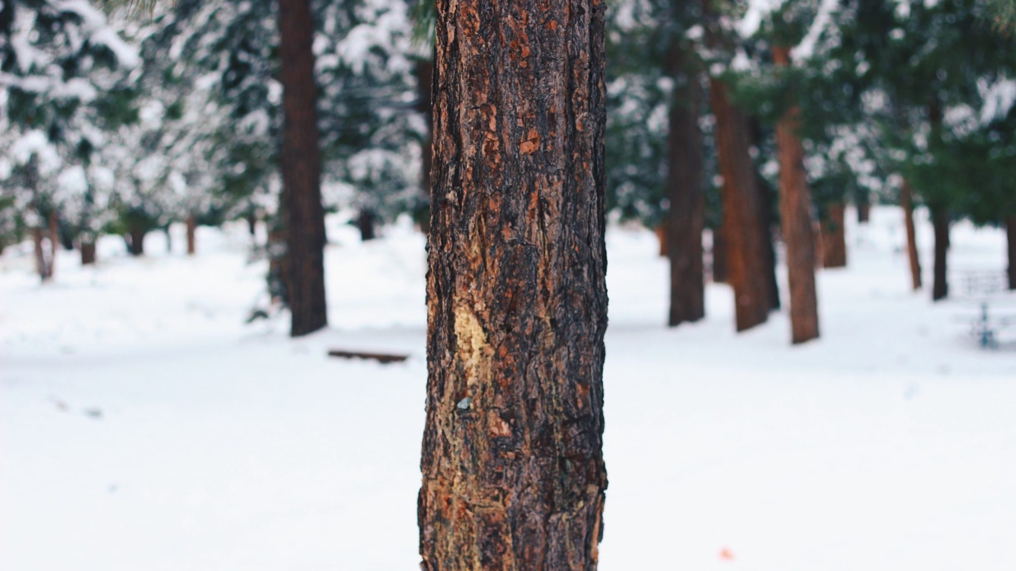 5 activités nature pour déconnecter des écrans en hiver