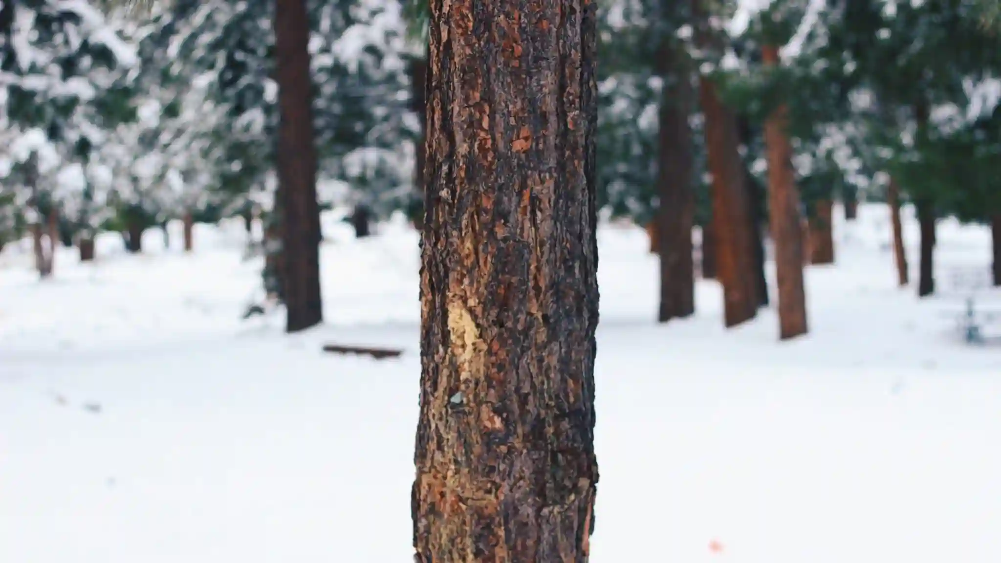5 activités nature pour déconnecter des écrans en hiver