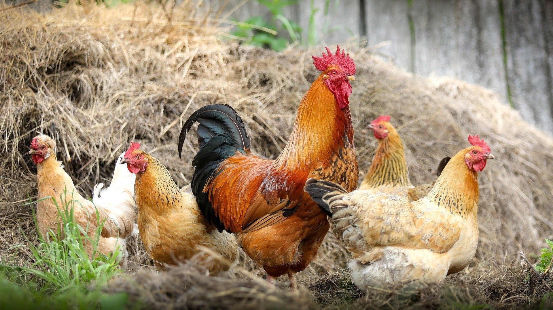 Qu'est-ce qu'une ferme pédagogique ?