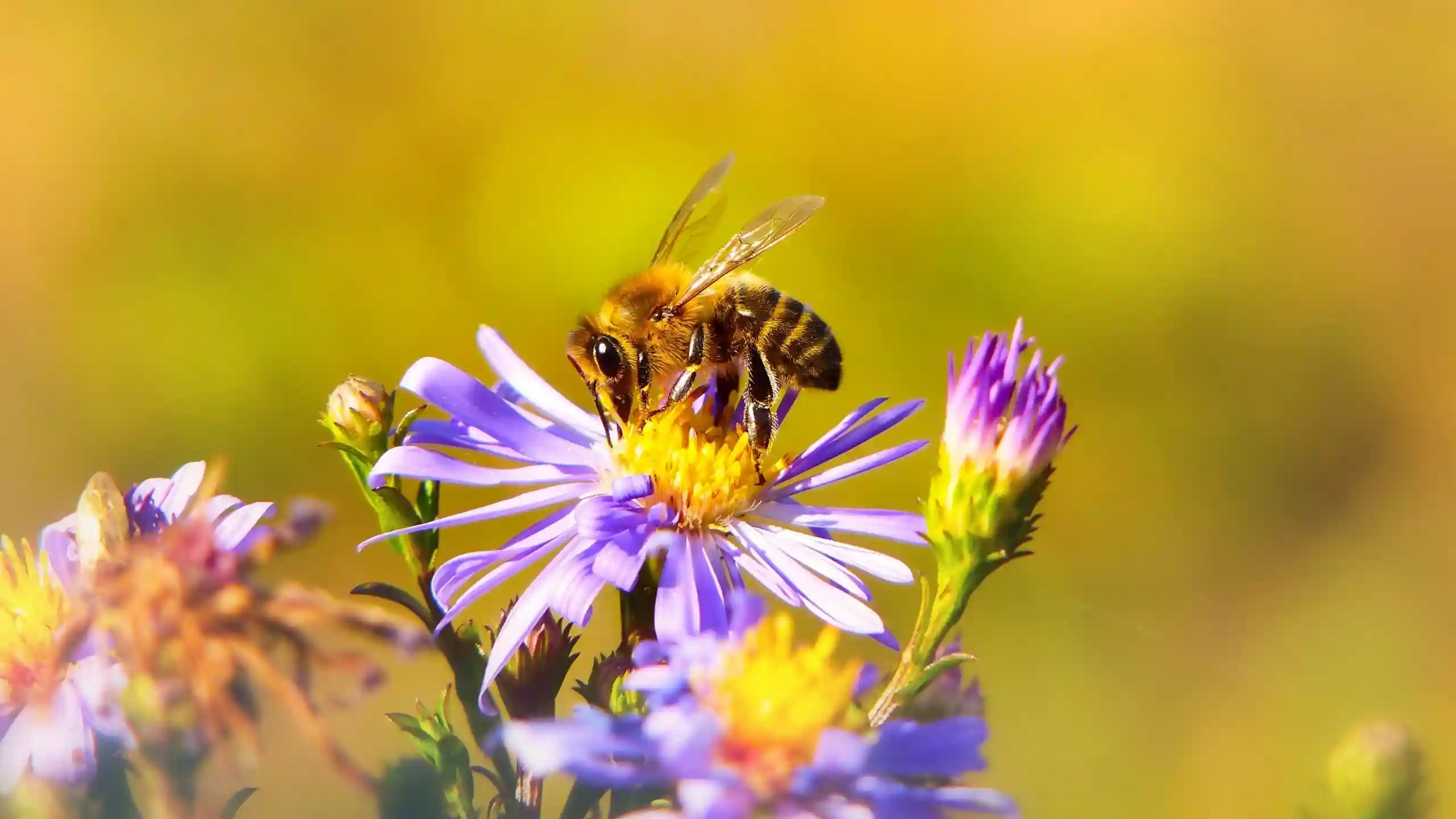 Grand jeu coopératif: Les abeilles au centre de la vie