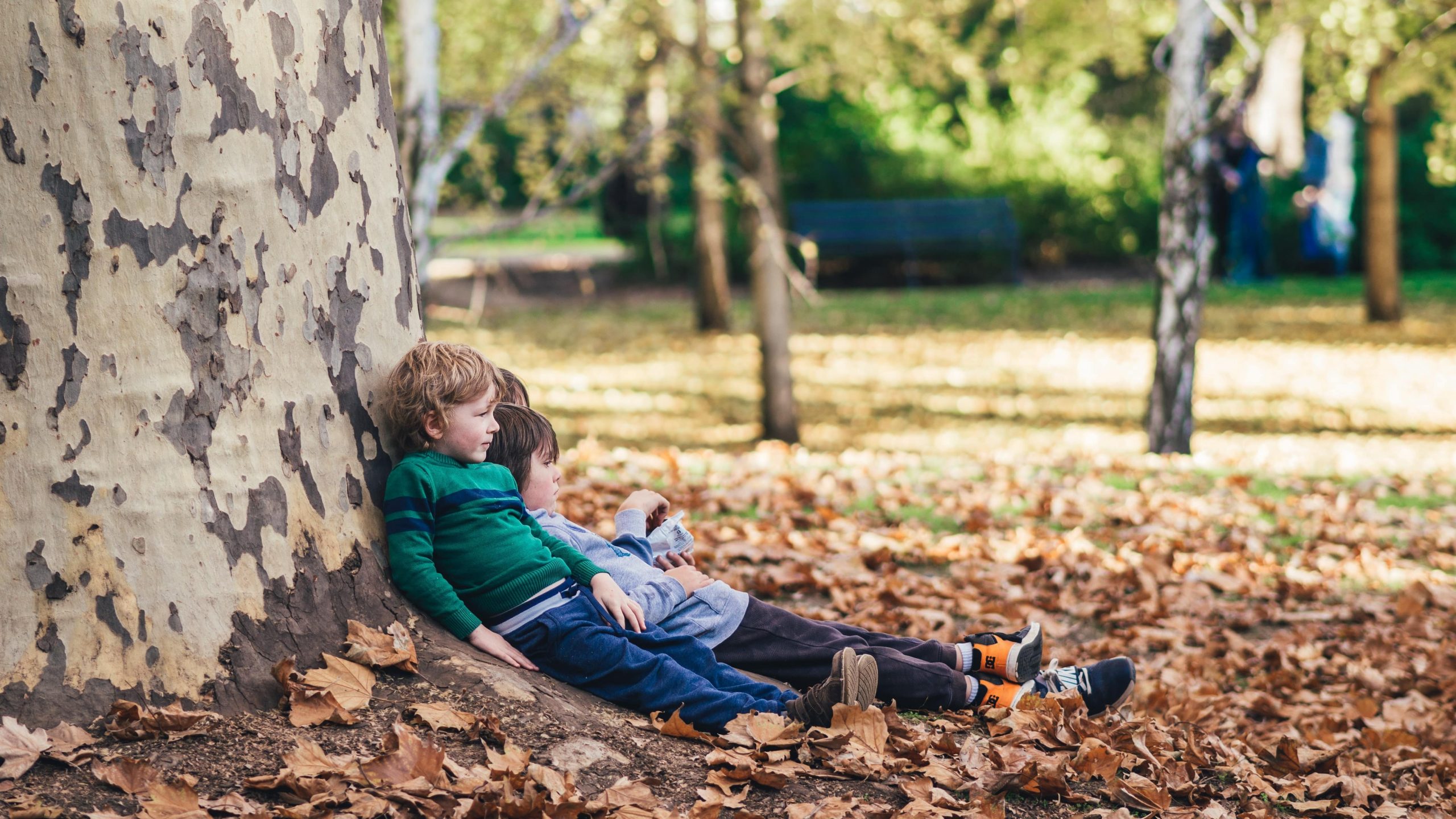 Forest schools en France : où trouver une école en forêt ?